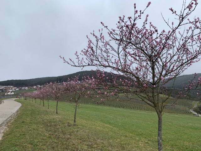 IMG 5073 (Klein) Gleiszellen-Gleishorbach Haus Gleiszellen-Gleishorbach: Wohnen wo andere Urlaub machen